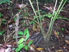 Anthurium watermaliense