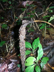 Anthurium watermaliense