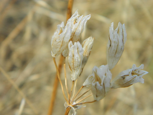 large-flowered triteleia