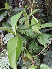 Philodendron aurantiifolium