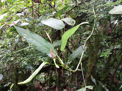 Anthurium microspadix