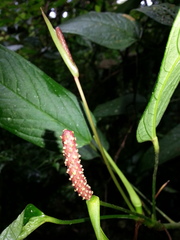 Anthurium microspadix
