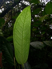 Anthurium microspadix