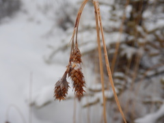 Carex atratiformis