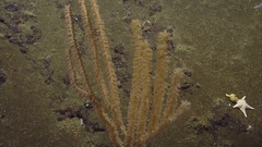 Isidella tentaculum