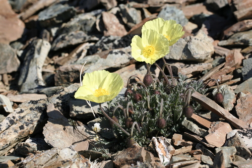Image of Oreomecon mcconnellii by (c) J Straka, some rights reserved (CC BY)