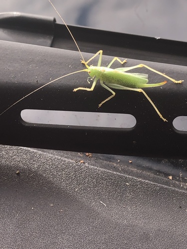 Oak bush-cricket