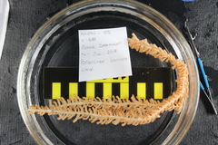 Isidella tentaculum