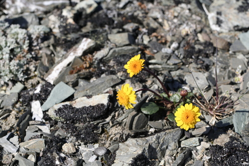 Image of Packera cymbalaria by (c) J Straka, some rights reserved (CC BY)