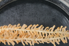 Isidella tentaculum