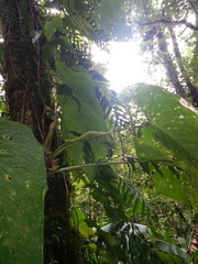Anthurium caperatum