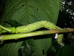 Anthurium caperatum