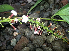 Image of Gonzalagunia rosea