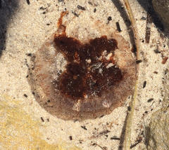 Chrysaora pentastoma