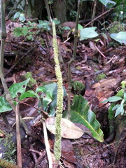 Peperomia hernandiifolia