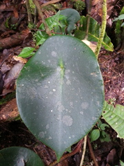 Peperomia hernandiifolia