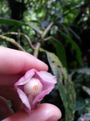 Drymonia conchocalyx