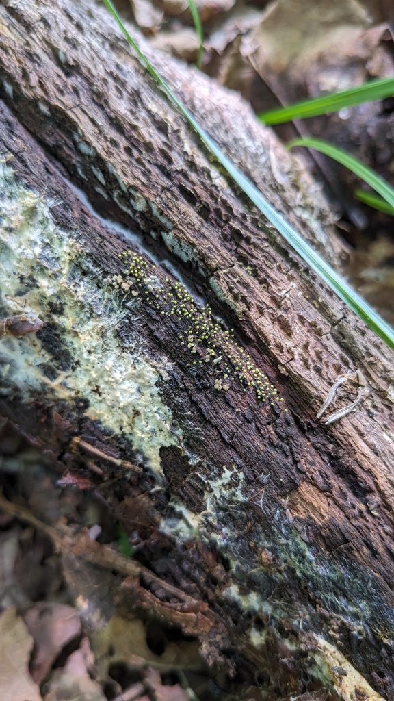 Physarum viride from 日本、〒321-1661 栃木県日光市中宮祠 西ノ湖 on August 6, 2023 at 10 ...