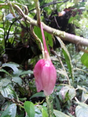 Drymonia conchocalyx