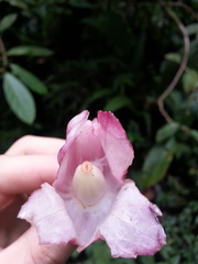 Drymonia conchocalyx