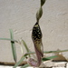 Aristolochia erecta - Photo (c) J.R.M., algunos derechos reservados (CC BY-NC-SA)