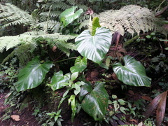 Philodendron thalassicum