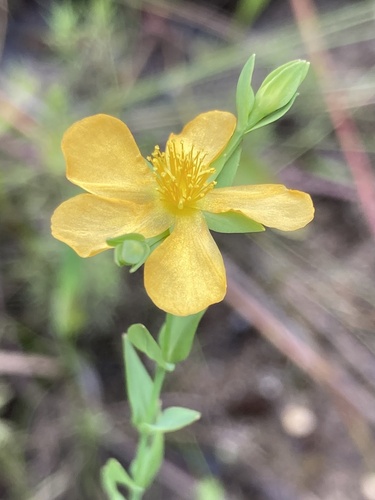 Coppery St. Johnswort (Hypericum denticulatum)