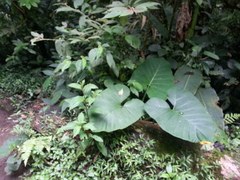 Xanthosoma undipes