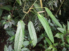 Anthurium microspadix