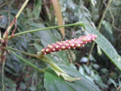 Anthurium microspadix