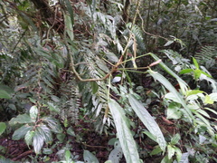 Anthurium microspadix