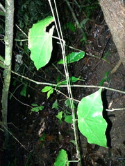 Passiflora megacoriacea