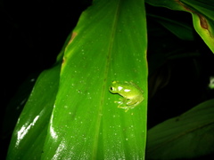 Centrolenidae