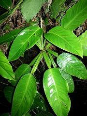 Philodendron aurantiifolium