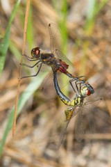 Celithemis ornata