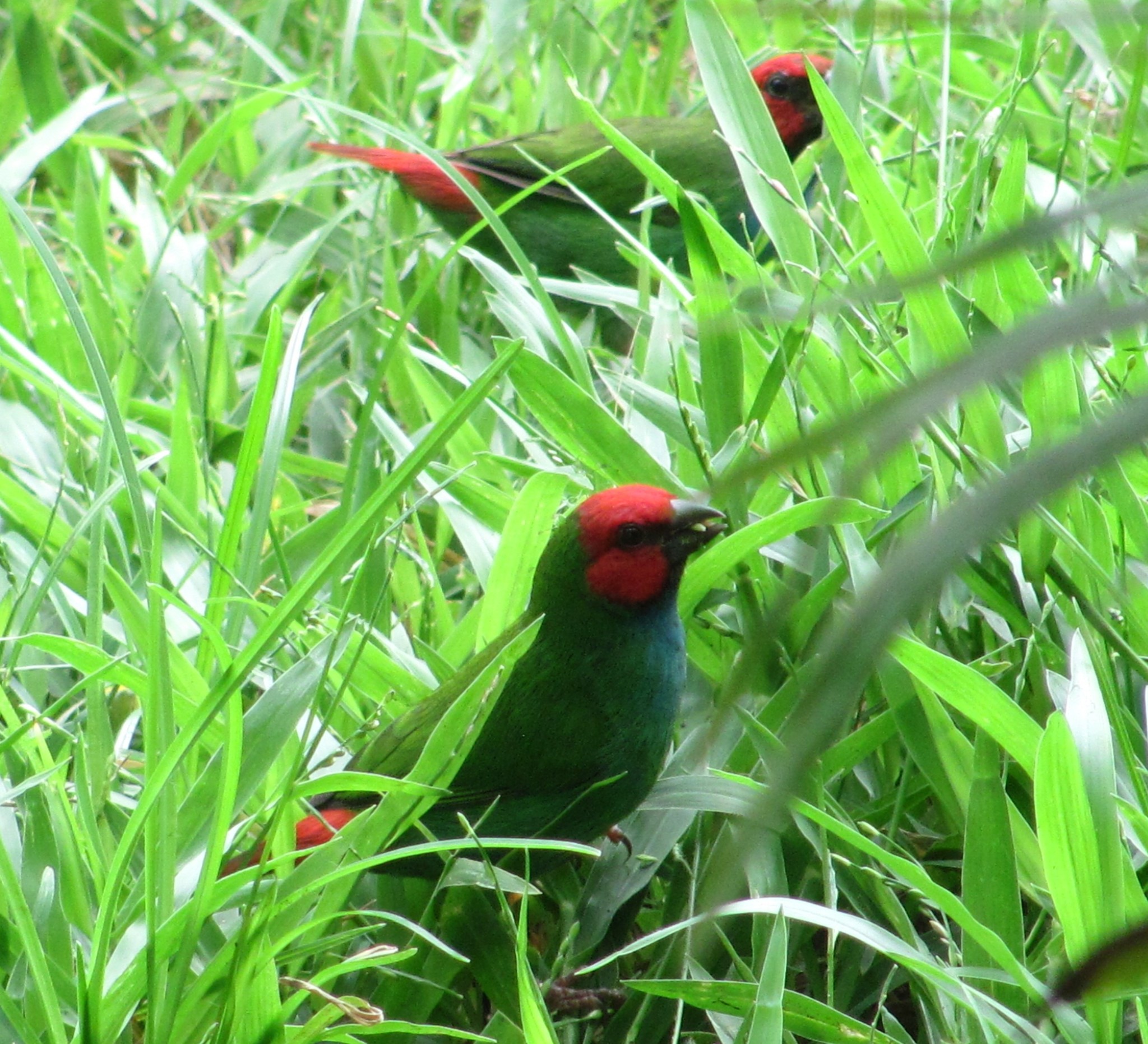 Fiji Parrotfinch illustration