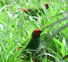 Erythrura pealii