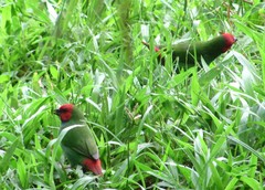 Erythrura pealii