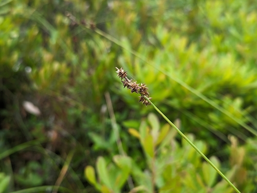 Prickly bog sedge (Carex atlantica)