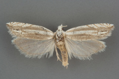 Eucosma striatana