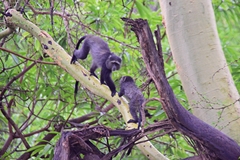 Cercopithecus mitis manyaraensis