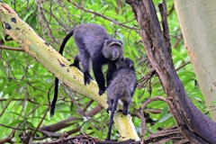 Cercopithecus mitis manyaraensis