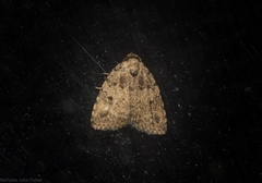 Tolpia conscitulana