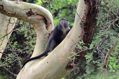 Cercopithecus mitis manyaraensis