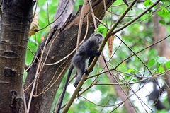 Cercopithecus mitis manyaraensis