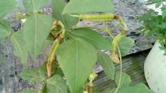 Psophocarpus tetragonolobus