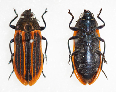 Castiarina praetermissa