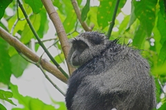 Cercopithecus mitis manyaraensis