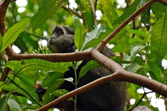Cercopithecus mitis manyaraensis