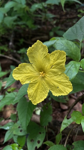 Momordica dioica